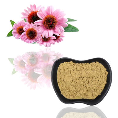 Plant Echinacea Purpurea Extract 4% Polyphenol Powder Sản phẩm chăm sóc sức khỏe