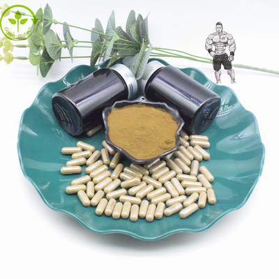Bột chiết xuất Turkesterone nguyên chất 10% 40% 800mg Viên nang Turkesterone 1000mg