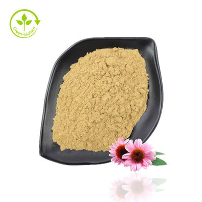 Bột chiết xuất Echinacea Purpurea có độ tinh khiết cao 10% -40% Echinacoside