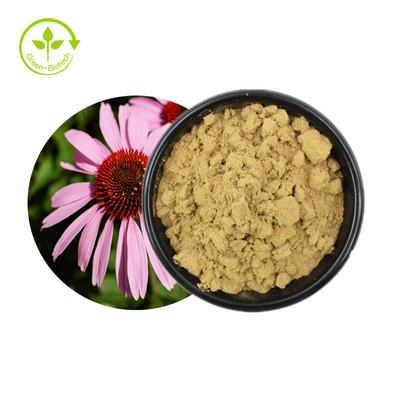 Bán nóng Chiết xuất Echinacea Purpurea Thảo mộc Chiết xuất Echinacea