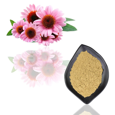 Chiết xuất Echinacea Purpurea hữu cơ tự nhiên Polyphenol 2% - 4% Axit Cichoric 2% - 5%