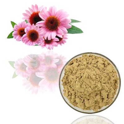 Bột chiết xuất thực vật tự nhiên nguyên chất Echinacea Purpurea Extract Powder số lượng lớn