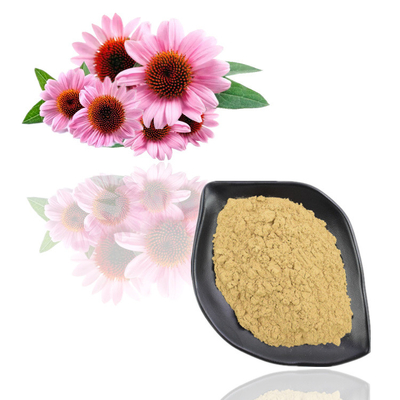 Chiết xuất Echinacea Purpurea 4% - 6% bột chiết xuất thực vật Polyphenol