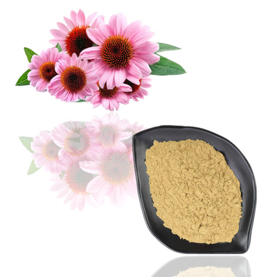 Giấy chứng nhận Iso Chiết xuất 100% Echinacea Purpurea tự nhiên 10% Polyphenol