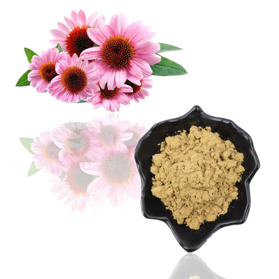 Chiết xuất từ ​​rễ thảo dược Echinacea Purpurea Polyphenol 4% Chiết xuất Echinacea Purpurea