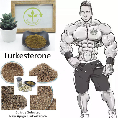 Bột chiết xuất Ajuga Turkestanica không chiếu xạ 2% 10% 40%