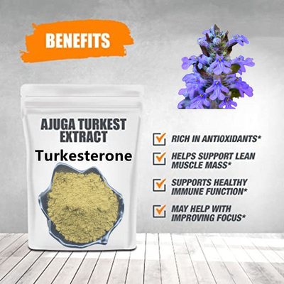 2% 10% Ajuga Turkestanica bổ sung Ecdysteroid chiết xuất thực vật tự nhiên
