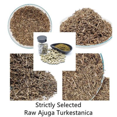 2% 10% Ajuga Turkestanica bổ sung Ecdysteroid chiết xuất thực vật tự nhiên