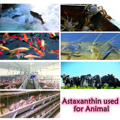 CAS 7542-45-2 1% - 10% bột Astaxanthin để chăm sóc sức khỏe