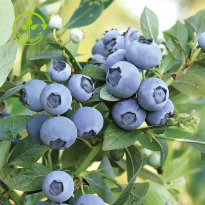 Bột chiết xuất quả việt quất hữu cơ nguyên chất Anthocyanin 25%