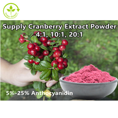 Bột chiết xuất nam việt quất hữu cơ 4:1 Anthocyanidin 25% chiết xuất từ ​​quả nam việt quất / Vaccinium Macrocarpon