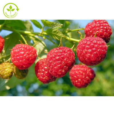99% chiết xuất thảo dược Nhà máy cung cấp bột chiết xuất quả mâm xôi 99% bột Raspberry Ketone