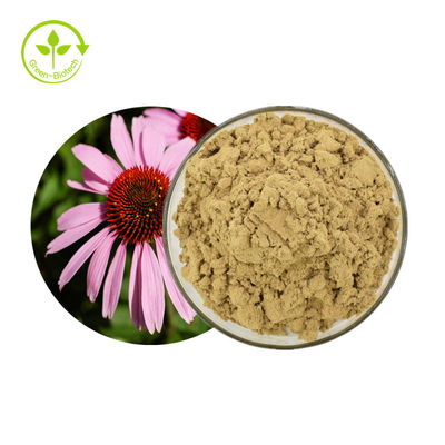 Plant Echinacea Purpurea Extract 4% Polyphenol Powder Sản phẩm chăm sóc sức khỏe
