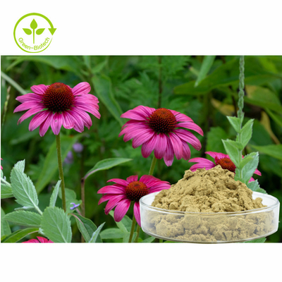 Plant Echinacea Purpurea Extract 4% Polyphenol Powder Sản phẩm chăm sóc sức khỏe