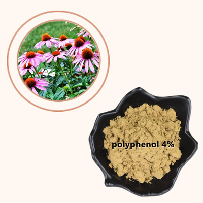 Plant Echinacea Purpurea Extract 4% Polyphenol Powder Sản phẩm chăm sóc sức khỏe