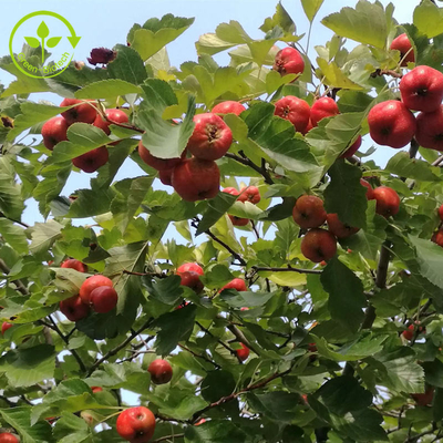 Chiết xuất Hawthorn Berry Flavones 80% bột Chiết xuất lá Crataegus