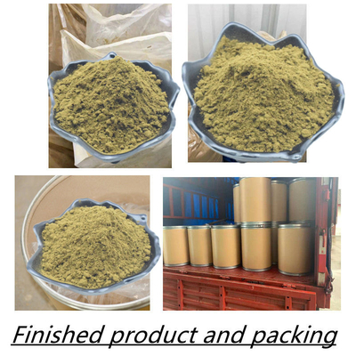 Chiết xuất Ajuga Turkestanica Bột chiết xuất thảo dược Bột bổ sung Turkesterone 2% 10% 20%