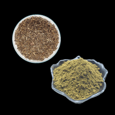 Chiết xuất Ajuga Turkestanica nguyên chất 2% 10% bột Turkesterone Sử dụng cho thể hình