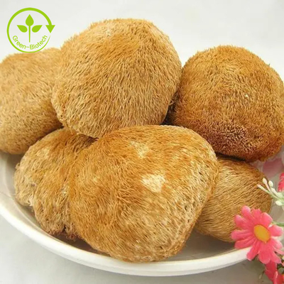 Nấm bờm sư tử hữu cơ Bột chiết xuất sợi nấm cho trà / Matcha / cà phê