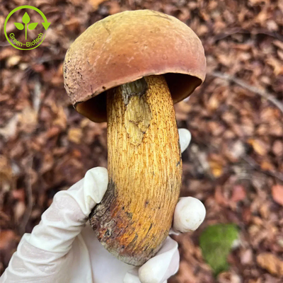 Thực phẩm cấp King Bolete Extract Boletus Edulis Extract 30% Polysacarit Powder
