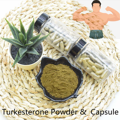 Chất lượng hàng đầu Giao hàng nhanh Chiết xuất bột Turkesterone