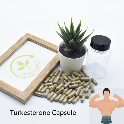 Bột chiết xuất Ajuga Turkesterone chất lượng cao Turkesterone