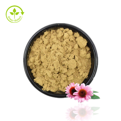 Bột chiết xuất Echinacea chất lượng cao Chiết xuất Echinacea Purpurea 4% bột Polyphenol