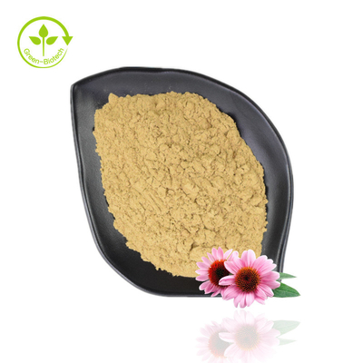 Bán chạy Chiết xuất Echinacea Purpurea 4% -6% Polyphenol 2% -4% Bột Echinacea tự nhiên