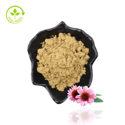 Chiết xuất Echinacea Purpurea tự nhiên / Bột chiết xuất Echinacea
