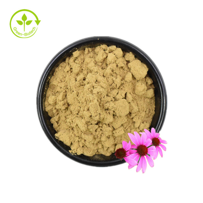 Giấy chứng nhận Iso Chiết xuất Echinacea 100% tự nhiên Chiết xuất Echinacea Purpurea 10% Polyphenol