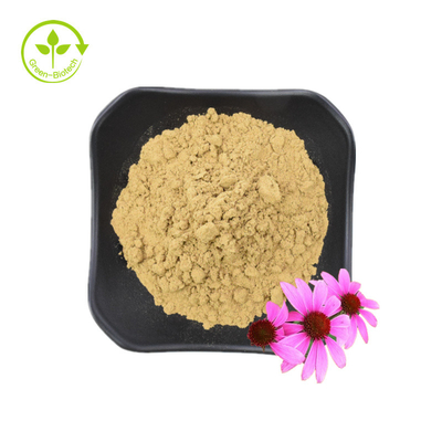 Chiết xuất rễ Echinacea Purpurea chất lượng cao 10% Polyphenol Chiết xuất Echinacea Purpurea Chiết xuất Echinacea
