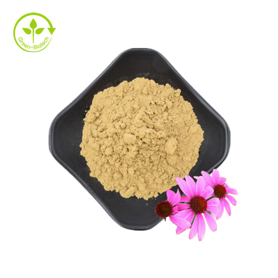 Chiết xuất rễ Echinacea Purpurea chất lượng cao 10% Polyphenol Chiết xuất Echinacea Purpurea Chiết xuất Echinacea
