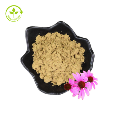 Chiết xuất Echinacea Chiết xuất rễ Purpurea Chiết xuất Echinacea Angustifolia