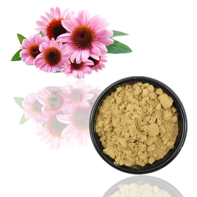 Echinacea Purpurea Extract 4% Polyphenols / Echinacea Purpurea / Sản phẩm tươi