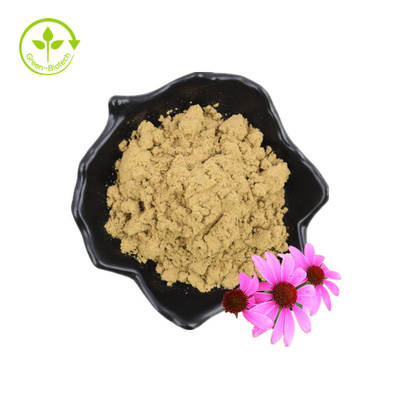 Echinacea Purpurea chiết xuất Echinacea chiết xuất 4% axit chicoric
