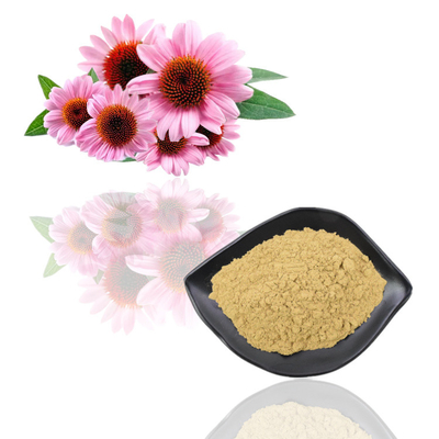Chiết xuất Echinacea Purpurea hữu cơ tự nhiên Polyphenol 2% - 4% Axit Cichoric 2% - 5%