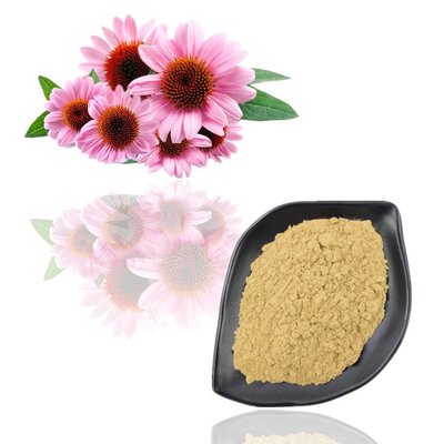 Bột chiết xuất thực vật cấp thực phẩm Chiết xuất hoa Echinacea Purpurea