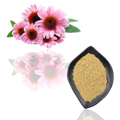Bột chiết xuất thực vật tự nhiên nguyên chất Echinacea Purpurea Extract Powder số lượng lớn