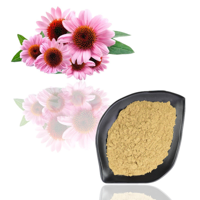 Chiết xuất Echinacea Purpurea 4% - 6% bột chiết xuất thực vật Polyphenol