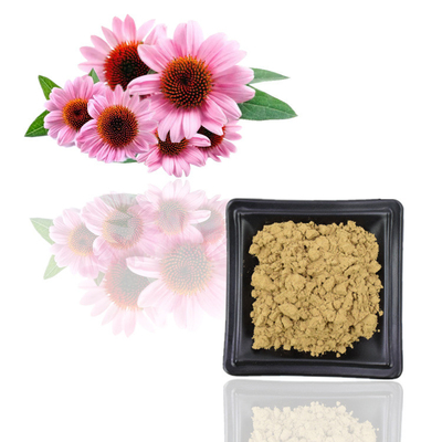 Giấy chứng nhận Iso Chiết xuất 100% Echinacea Purpurea tự nhiên 10% Polyphenol