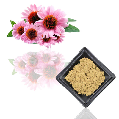7% chiết xuất thực vật tinh khiết Echinacea Purpurea Bột chiết xuất Polyphenol