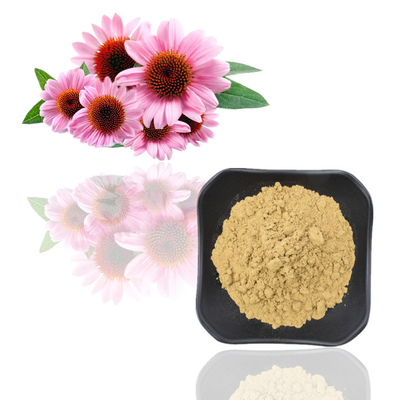 7% chiết xuất thực vật tinh khiết Echinacea Purpurea Bột chiết xuất Polyphenol