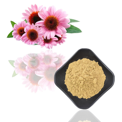 Chiết xuất từ ​​rễ thảo dược Echinacea Purpurea Polyphenol 4% Chiết xuất Echinacea Purpurea