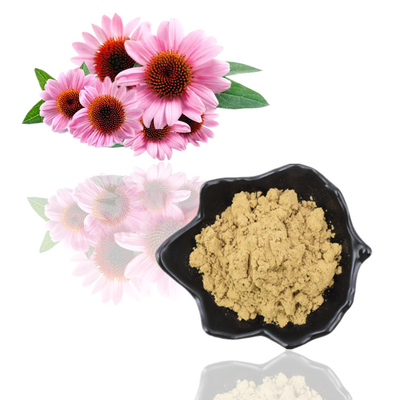 Polyphenol 4% Bột chiết xuất thực vật Axit Cichoric 1% 4% Chiết xuất Echinacea Purpurea