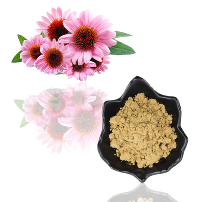 Polyphenol 4% Bột chiết xuất thực vật Axit Cichoric 1% 4% Chiết xuất Echinacea Purpurea