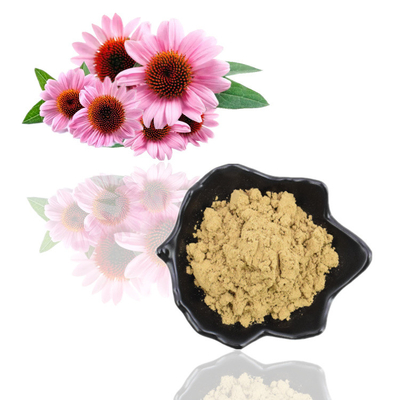 Chiết xuất Echinacea Purpurea hữu cơ tự nhiên nguyên chất 4% bột Polyphenol