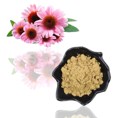 Chiết xuất Echinacea Purpurea hữu cơ tự nhiên nguyên chất 4% bột Polyphenol