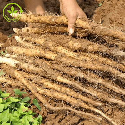 Thực phẩm / Mỹ phẩm Cấp chiết xuất Yam tự nhiên 98% Diosgenin Wild Yam Extract Powder