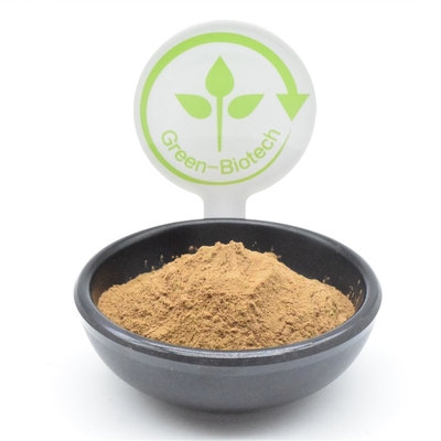 Bột chiết xuất thực vật HACCP Ajuga Turkestanica 2% Turkesterone Fat Loss