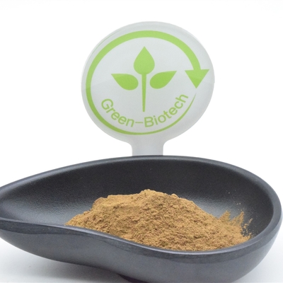 Bột chiết xuất thực vật HACCP Ajuga Turkestanica 2% Turkesterone Fat Loss
